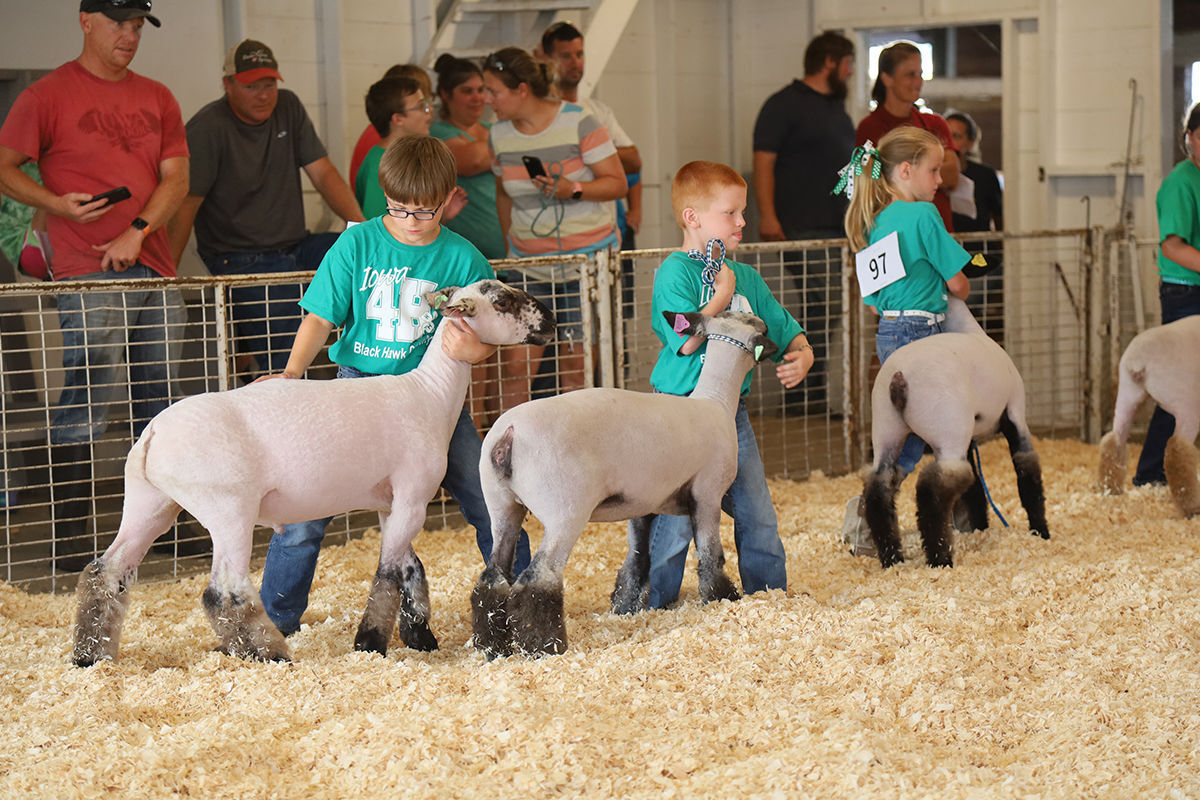 4-h sheep show .JPG